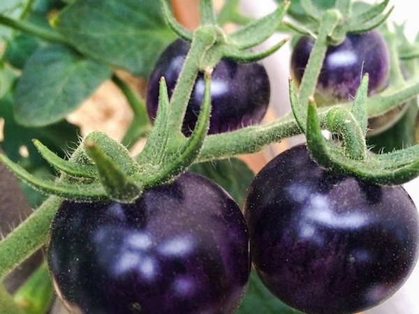 Selbstgezogene Violette Tomate