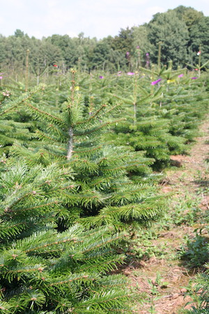 Greentree lebendiger Weihnachtsbaum in Erde