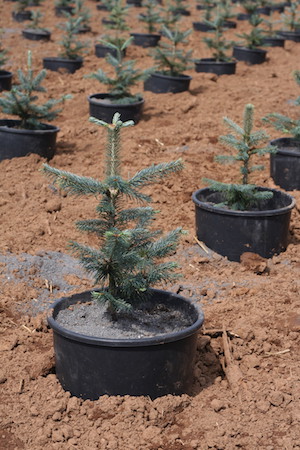 Greentree Weihnachtsbaum in Erde