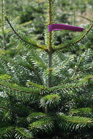 Greentree lebendiger Christbaum