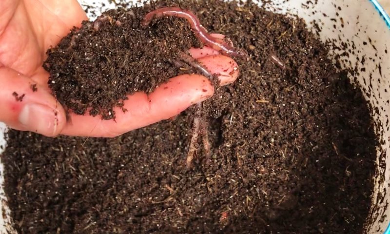Kompostwürmer Wurmkiste